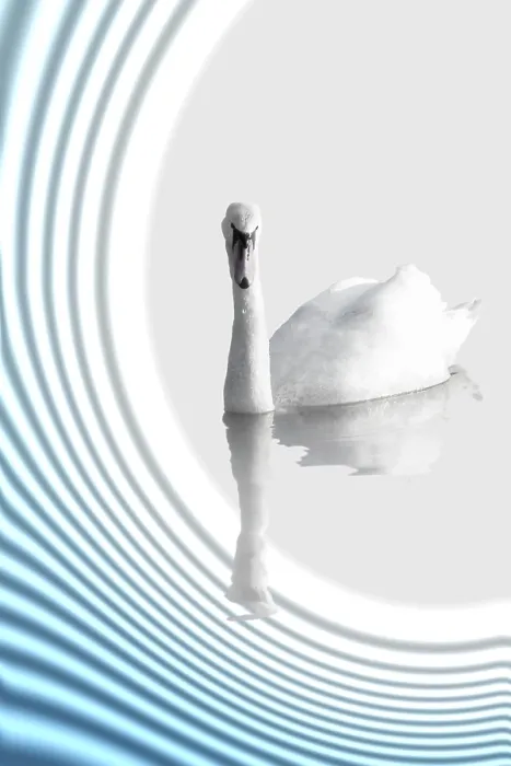 Framed Print : A Swan on Abstract Background Print Framed Print : A Swan on Abstract Background Print