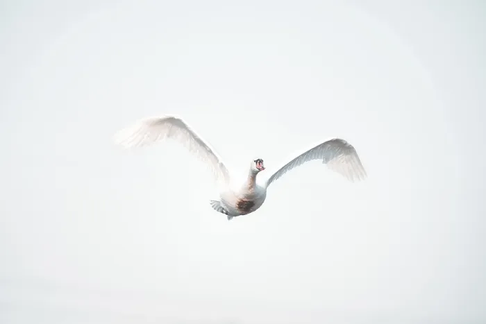 Framed Print : Swan (Euproctis similis) in Flight Print, Austria