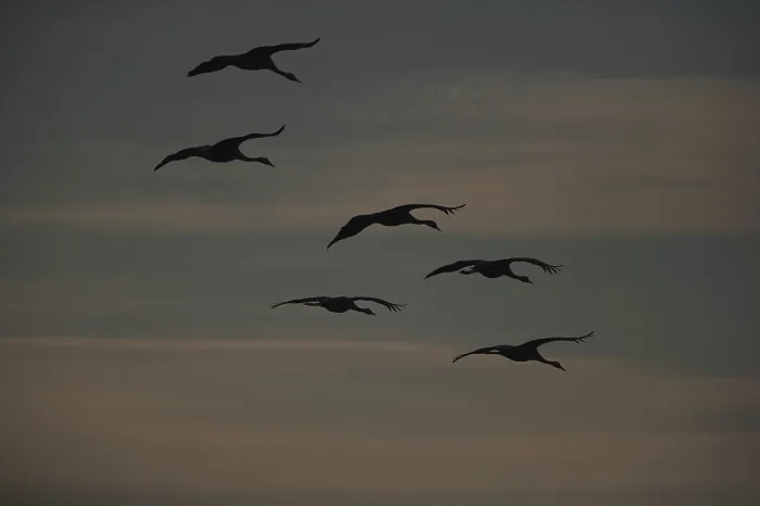 Framed Print : Swans in Flight Print