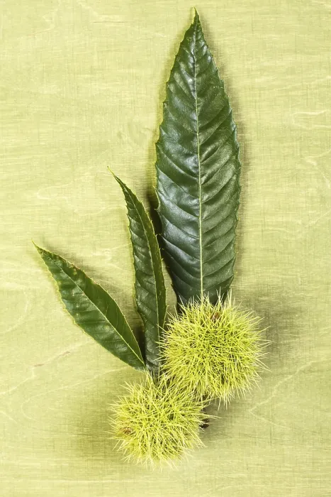 Framed Print : Sweet Chestnut Print Framed Print : Sweet Chestnut Print