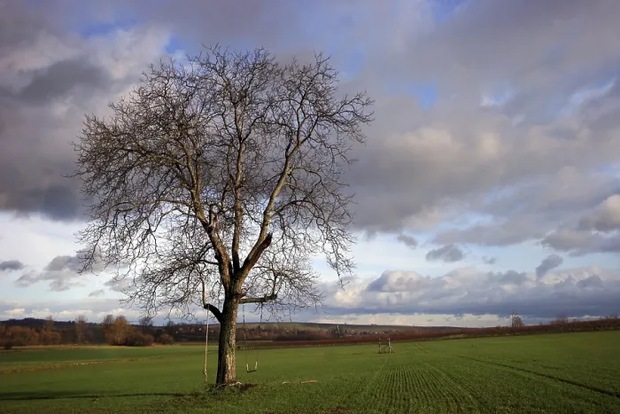 Framed Print : The Swing Print by ImageBROKER Framed Print : The Swing Print by ImageBROKER