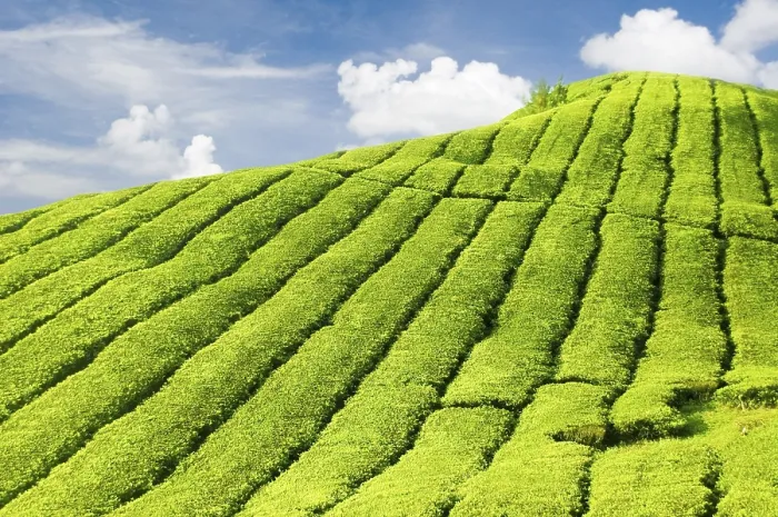 Framed Print : Tea Plantations Print Framed Print : Tea Plantations Print