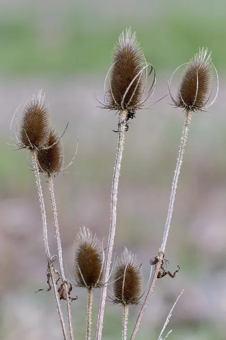 Framed Print : Teasel Print - Dipsacus Plant Framed Print : Teasel Print - Dipsacus Plant