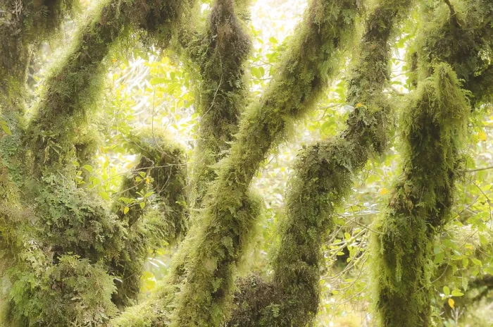 Framed Print : Temperate Rainforest Print, Mt. Egmont National Park, New Zealand Framed Print : Temperate Rainforest Print, Mt. Egmont National Park, New Zealand