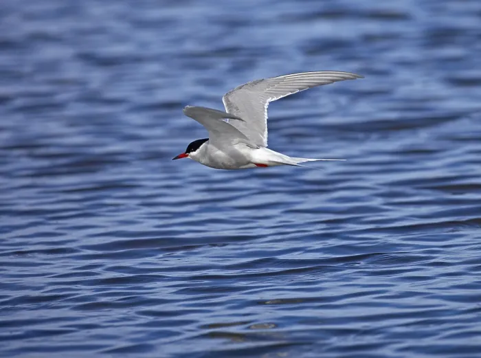 Framed Print : Tern in Flight Print
