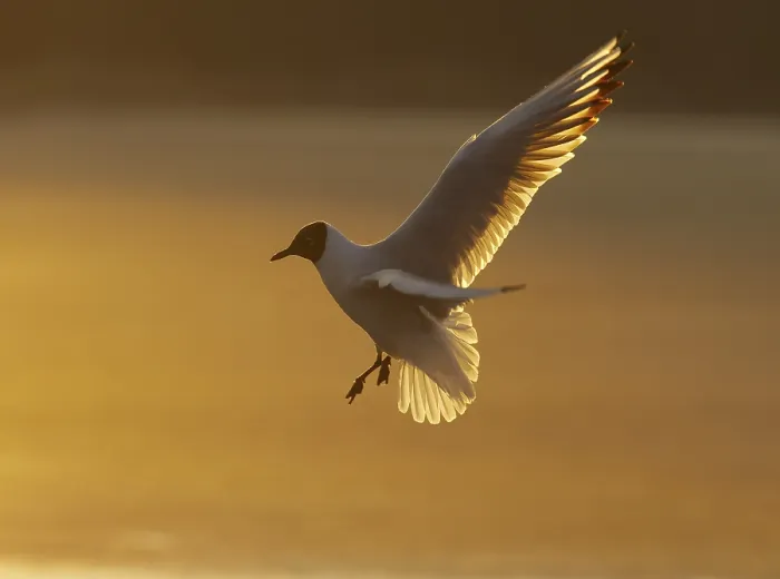 Framed Print : Tern in Flight at Sunset Print Framed Print : Tern in Flight at Sunset Print