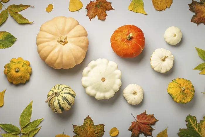 Framed Print : Autumn Pumpkins Print on Light Gray Background Framed Print : Autumn Pumpkins Print on Light Gray Background
