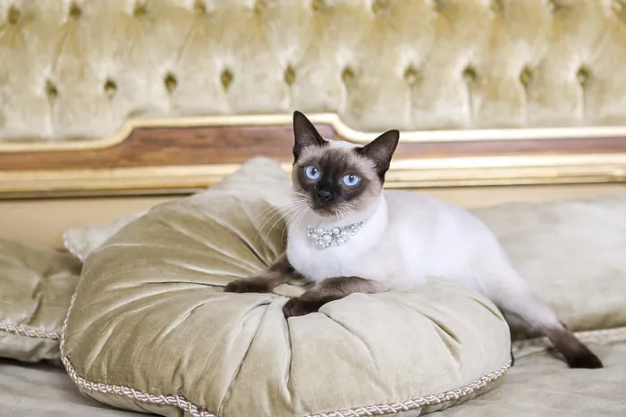 Framed Print : Luxury and Wealth: Print of a Cat at Versailles Palace Framed Print : Luxury and Wealth: Print of a Cat at Versailles Palace