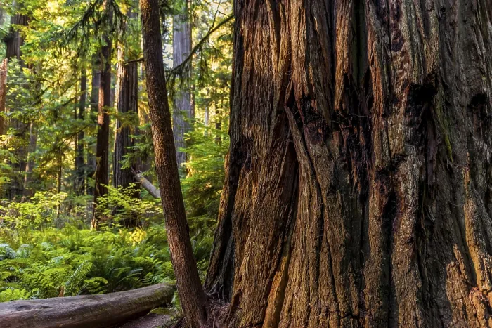 Framed Print : Sequoia sempervirens Tree Trunk Print, California, USA
