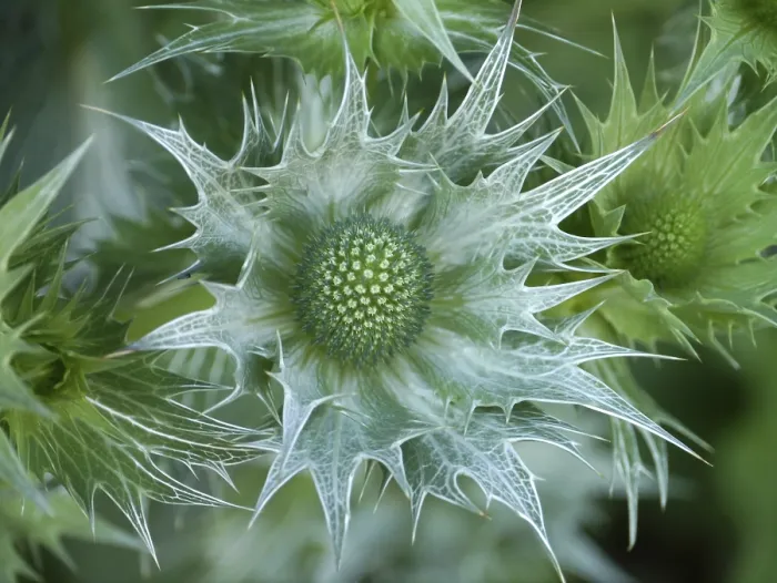 Framed Print : Thistle Print in Full Bloom Framed Print : Thistle Print in Full Bloom