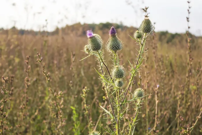 Framed Print : Thistle Print on Field of Grass Framed Print : Thistle Print on Field of Grass