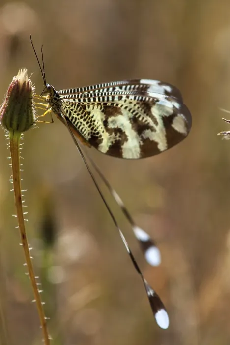 Framed Print : Below Thread Lacewing Print, Nemoptera bipennis Framed Print : Below Thread Lacewing Print, Nemoptera bipennis