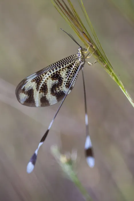 Framed Print : Below Thread Lacewing Print, Nemoptera bipennis Framed Print : Below Thread Lacewing Print, Nemoptera bipennis