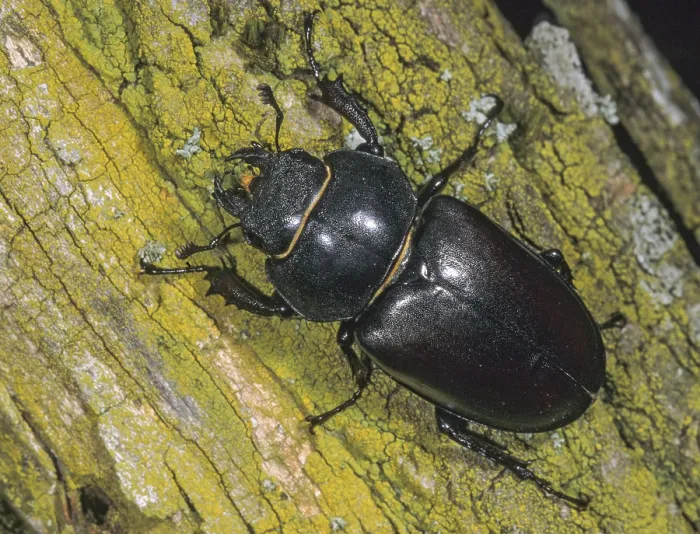 Framed Print : Female Stag Beetle Print (Lucanus cervus) Framed Print : Female Stag Beetle Print (Lucanus cervus)