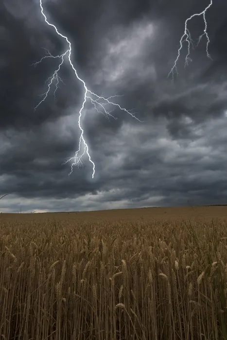 Framed Print : Thunderstorm with lightning over a cornfield Print Framed Print : Thunderstorm with lightning over a cornfield Print