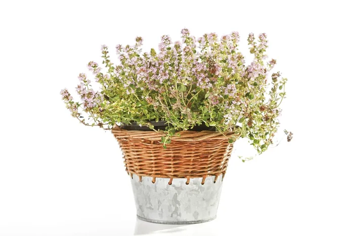 Framed Print : Thyme in a Wicker Basket Print Framed Print : Thyme in a Wicker Basket Print