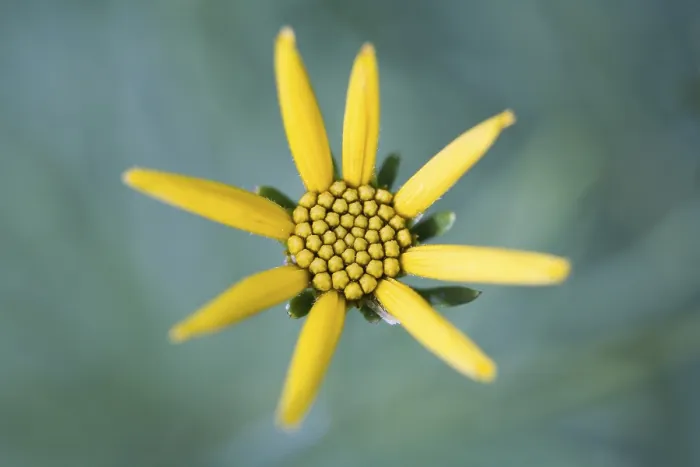 Framed Print : Tickseed (Coreopsis) Print Framed Print : Tickseed (Coreopsis) Print