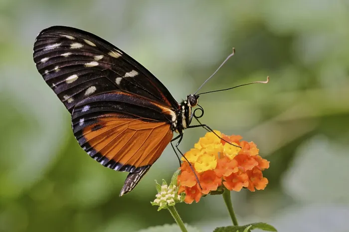 Framed Print : Tiger Longwing Print (Heliconius hecale)