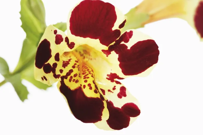 Framed Print : Tiger Monkey Flower Print (Mimulus tigrinus) Framed Print : Tiger Monkey Flower Print (Mimulus tigrinus)