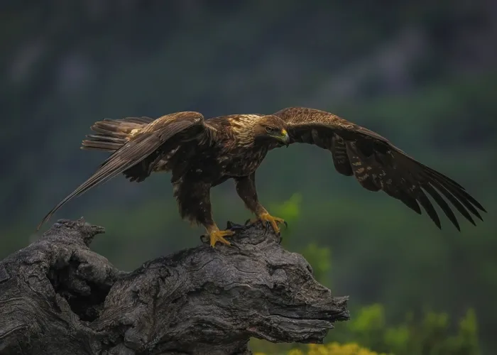 Framed Print : Tiny Eagle Perched on a Dead Tree Trunk Print Framed Print : Tiny Eagle Perched on a Dead Tree Trunk Print