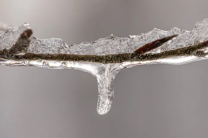 Framed Print : Tiny Icicles on a Beech Branch Winter Print Framed Print : Tiny Icicles on a Beech Branch Winter Print