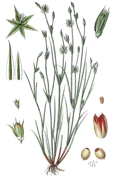 Framed Print : Toad Rush Print, 1876 Chromolithograph Framed Print : Toad Rush Print, 1876 Chromolithograph