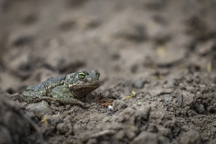 Framed Print : Natterjack Toad Print Framed Print : Natterjack Toad Print