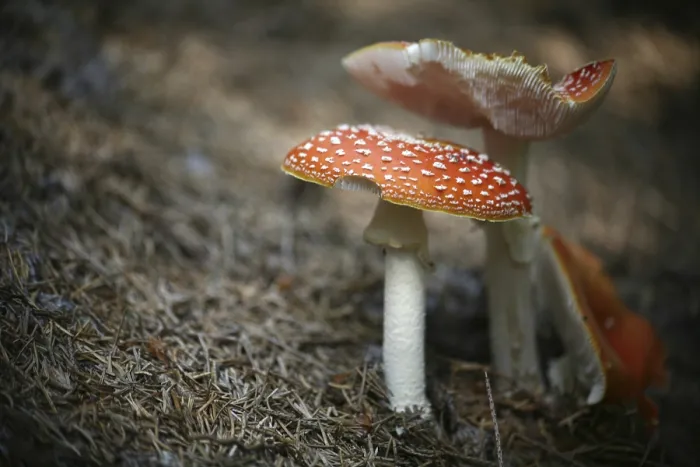 Framed Print : Toadstool Print by ImageBROKER Framed Print : Toadstool Print by ImageBROKER