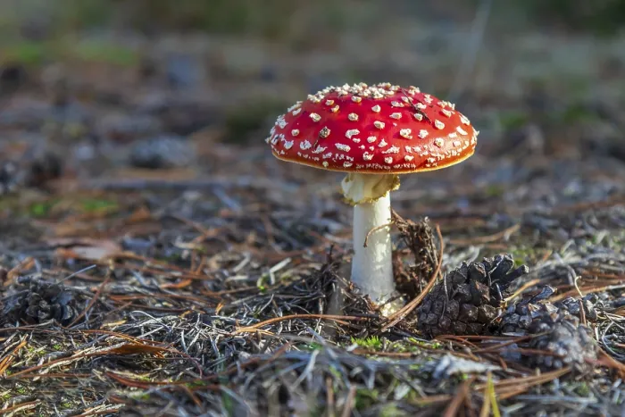 Framed Print : Toadstool Toadstool Print by imageBROKER Framed Print : Toadstool Toadstool Print by imageBROKER