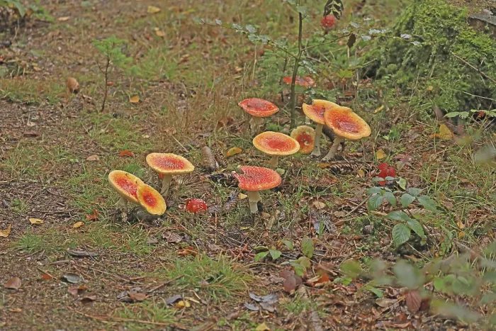 Framed Print : Toadstools Print by ImageBROKER Framed Print : Toadstools Print by ImageBROKER