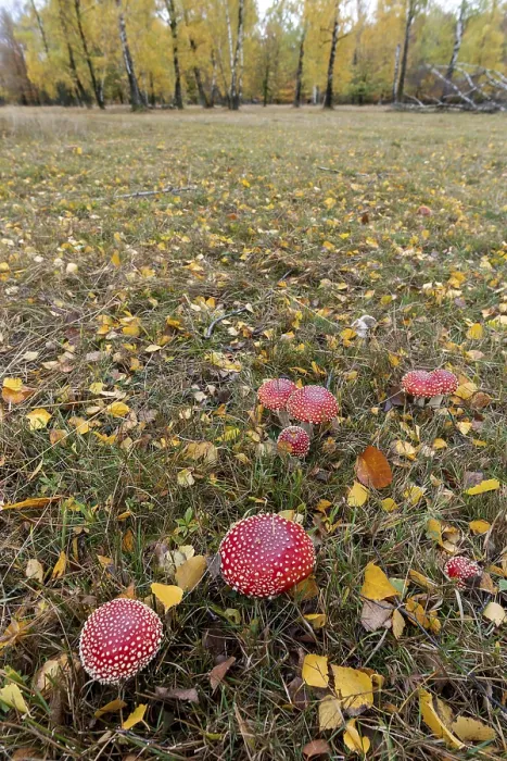 Framed Print : Toadstools in an Autumn Meadow Print, Germany Framed Print : Toadstools in an Autumn Meadow Print, Germany