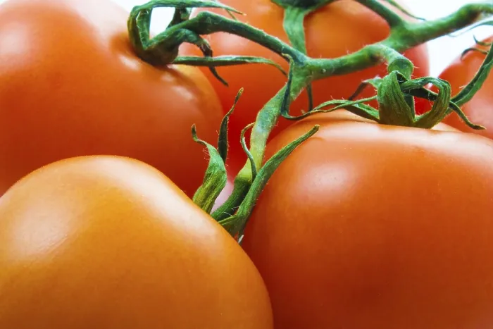 Framed Print : Tomato Background Print - ImageBROKER Framed Print : Tomato Background Print - ImageBROKER