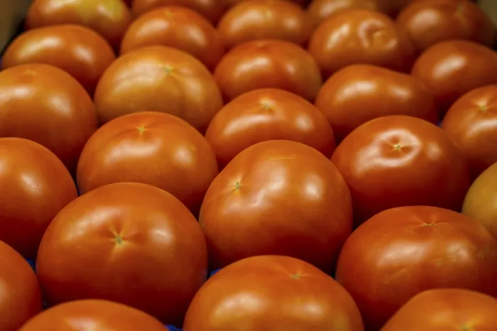 Framed Print : Tomatoes Tomatoes Print by imageBROKER Framed Print : Tomatoes Tomatoes Print by imageBROKER