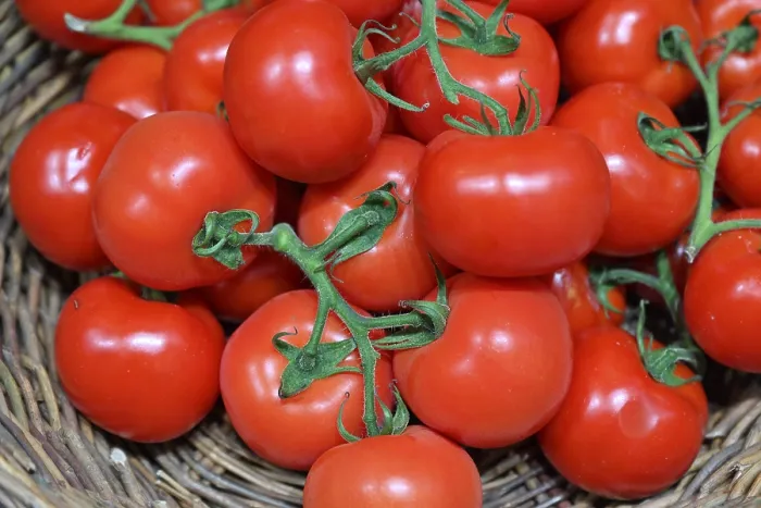 Framed Print : Tomato Print Framed Print : Tomato Print