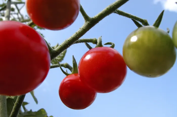 Framed Print : Tomato Print Framed Print : Tomato Print