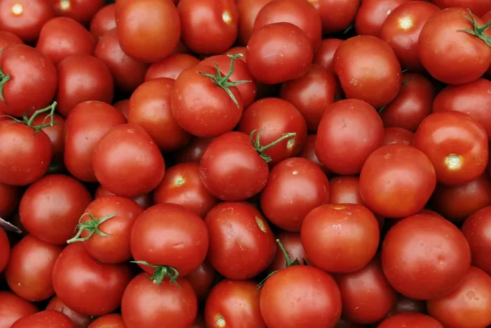 Framed Print : Tomato Print Framed Print : Tomato Print