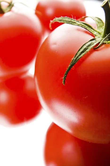 Framed Print : Tomato Print Framed Print : Tomato Print