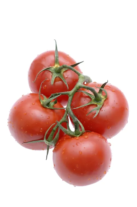 Framed Print : Tomato Print Framed Print : Tomato Print