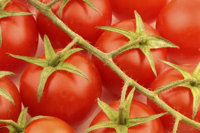 Framed Print : Tomato Print by ImageBROKER Framed Print : Tomato Print by ImageBROKER