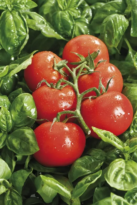 Framed Print : Tomatoes on Basil Print Framed Print : Tomatoes on Basil Print