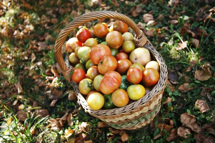 Framed Print : Tomatoes in a Basket Print Framed Print : Tomatoes in a Basket Print