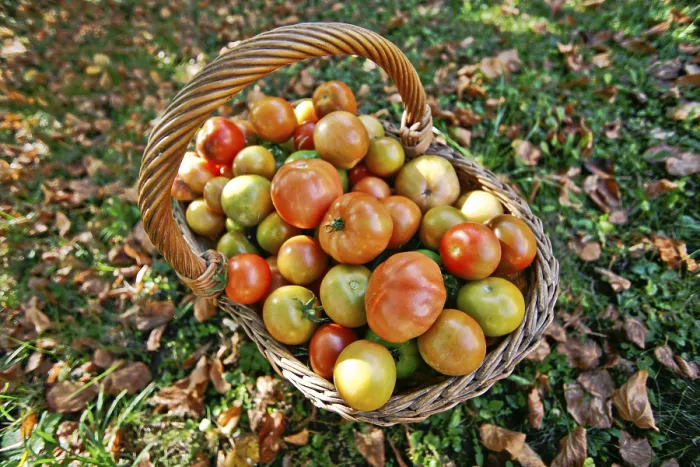 Framed Print : Tomatoes in a Basket Print Framed Print : Tomatoes in a Basket Print