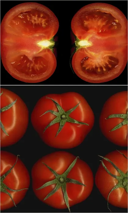 Framed Print : Tomatoes Collage Composition Print on Black Square Frame