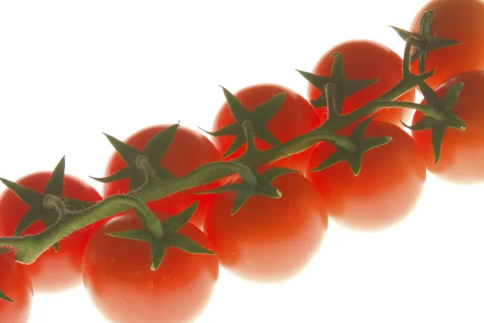 Framed Print : Tomato Still Life Print Framed Print : Tomato Still Life Print