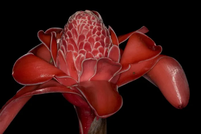 Framed Print : Torch Ginger Print, Costa Rica Rainforest Framed Print : Torch Ginger Print, Costa Rica Rainforest
