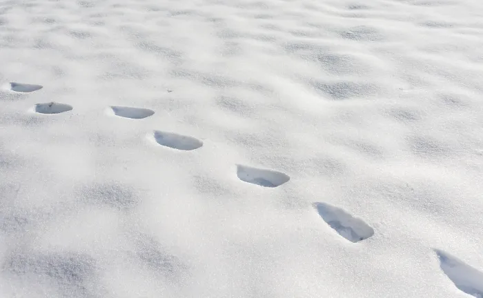 Framed Print : Winter Landscape Print: Tracks in the Snow Framed Print : Winter Landscape Print: Tracks in the Snow