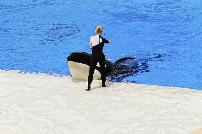 Framed Print : Orca Trainer Interaction Print, SeaWorld San Diego Framed Print : Orca Trainer Interaction Print, SeaWorld San Diego