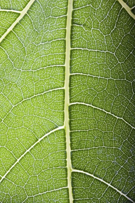 Framed Print : Transparent Fig Leaf Print Framed Print : Transparent Fig Leaf Print