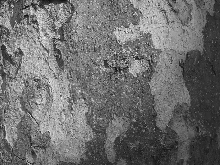 Framed Print : Tree Bark Print, North Rhine-Westphalia, Germany Framed Print : Tree Bark Print, North Rhine-Westphalia, Germany