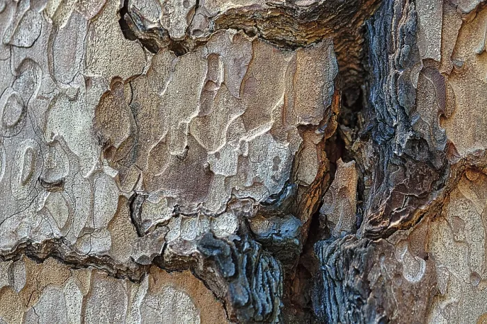 Framed Print : Tree Bark Print, Grizzly Giant Sequoia Framed Print : Tree Bark Print, Grizzly Giant Sequoia